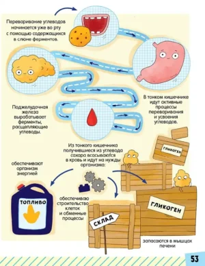 Секреты пищеварения, или Куда пропал аппетит? — изображение 3