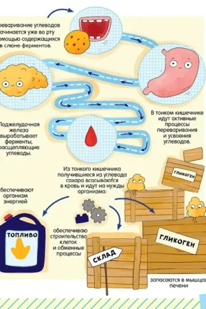 Секреты пищеварения, или Куда пропал аппетит? — изображение 3